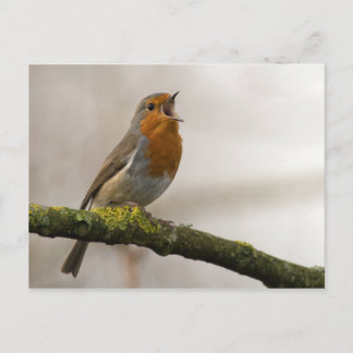 vogels zijn de enige dieren met veren 3 briefkaart