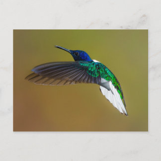 vogels zijn de enige dieren met veren 4 briefkaart