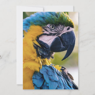 vogels zijn de enige dieren met veren 8 kaart