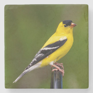 vogels zijn de enige dieren met veren 9 stenen onderzetter