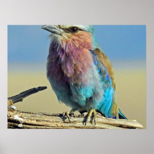 vogels zijn de enige dieren met veren poster