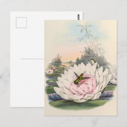 vogelstand door John Gould Briefkaart (Voorkant / Achterkant)