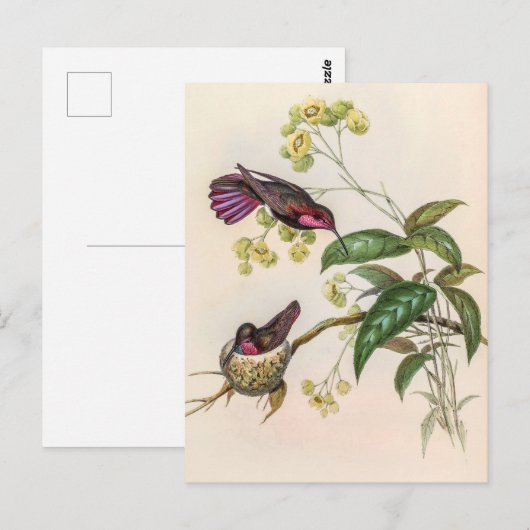 vogelstand door John Gould Briefkaart (Voorkant / Achterkant)