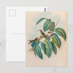  vogelstand door John Gould Briefkaart