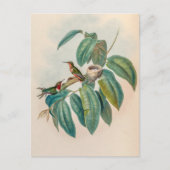 vogelstand door John Gould Briefkaart (Voorkant)