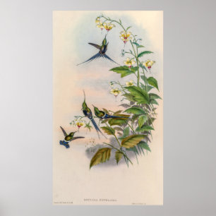 vogelstand door John Gould Poster