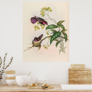  vogelstand door John Gould Poster