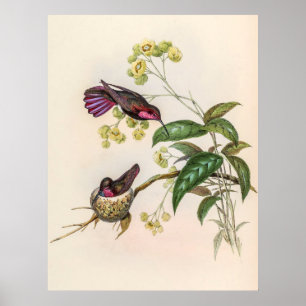  vogelstand door John Gould Poster