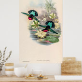  vogelstand door John Gould Poster (Keuken)