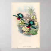  vogelstand door John Gould Poster (Voorkant)