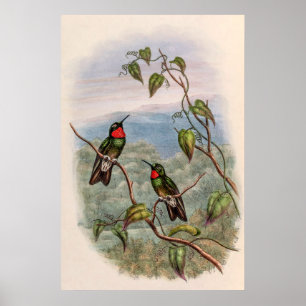 vogelstand door John Gould Poster