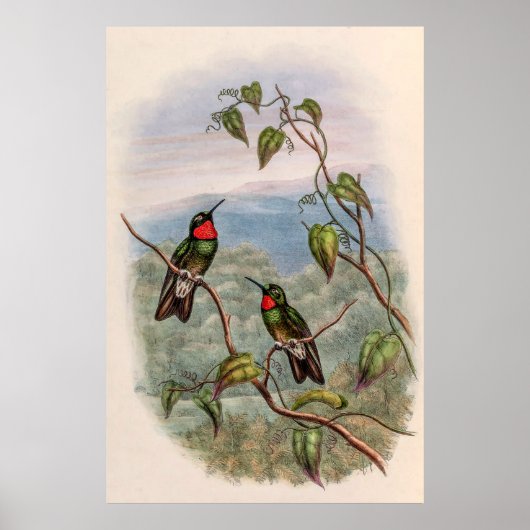 vogelstand door John Gould Poster (Voorkant)