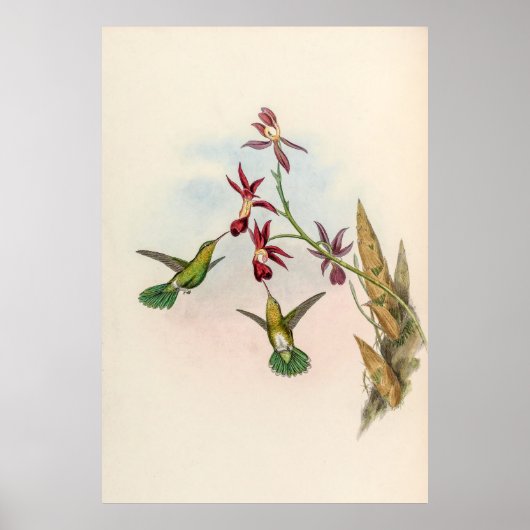 vogelstand door John Gould Poster (Voorkant)