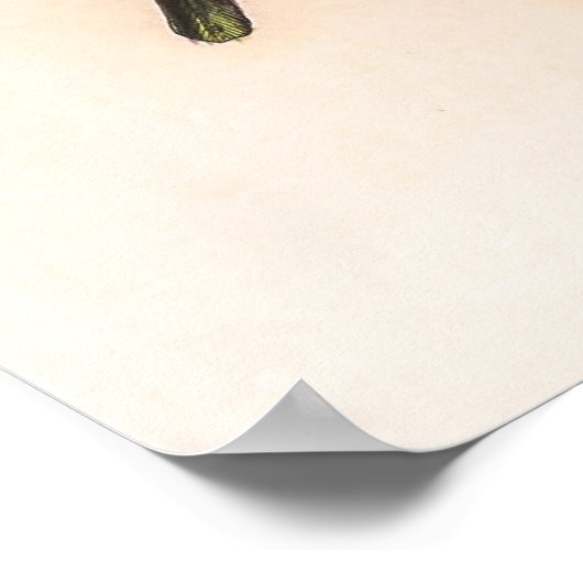 vogelstand door John Gould Poster (Hoek)