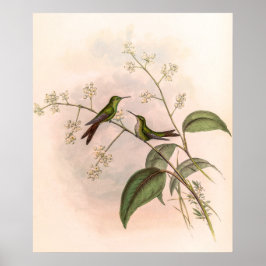 vogelstand door John Gould Poster
