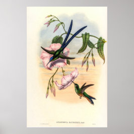 vogelstand door John Gould Poster