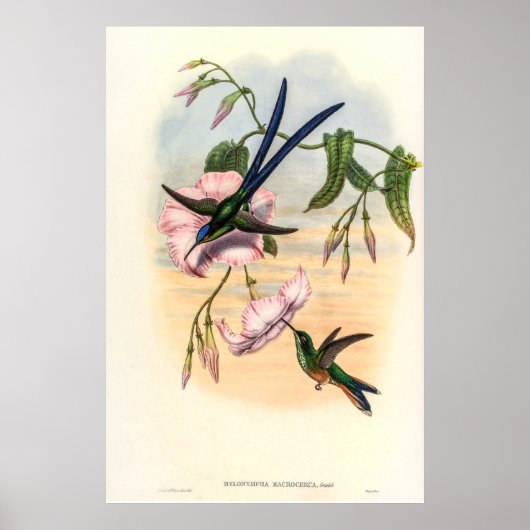  vogelstand door John Gould Poster (Voorkant)