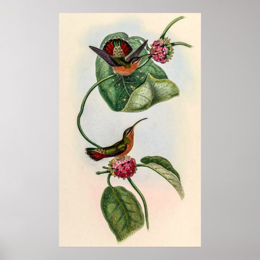 vogelstand door John Gould Poster (Voorkant)