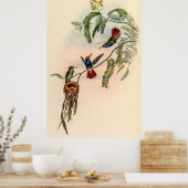  vogelstand door John Gould Poster (Keuken)