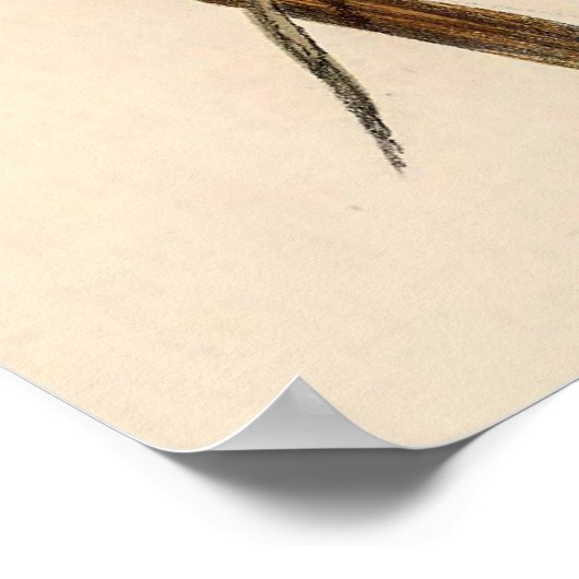  vogelstand door John Gould Poster (Hoek)