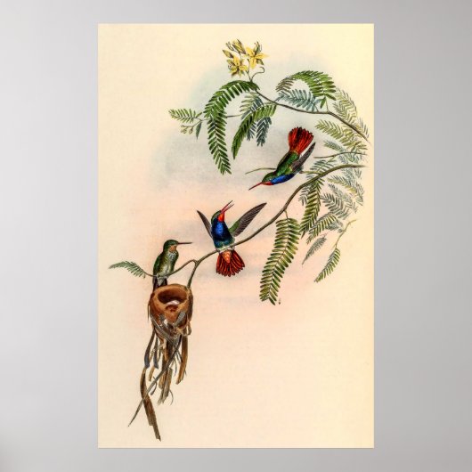  vogelstand door John Gould Poster (Voorkant)