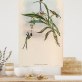  vogelstand door John Gould Poster (Keuken)