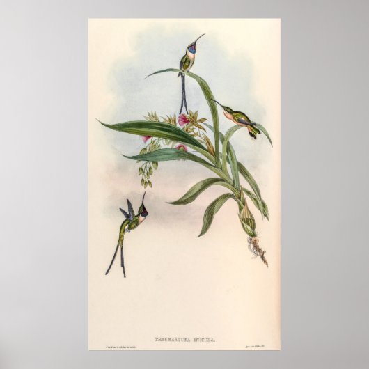  vogelstand door John Gould Poster (Voorkant)