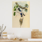  vogelstand door John Gould Poster (Keuken)