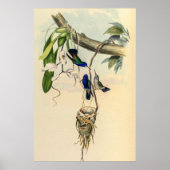  vogelstand door John Gould Poster (Voorkant)