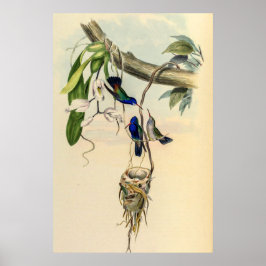 vogelstand door John Gould Poster