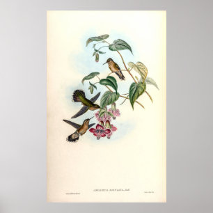 vogelstand door John Gould Poster