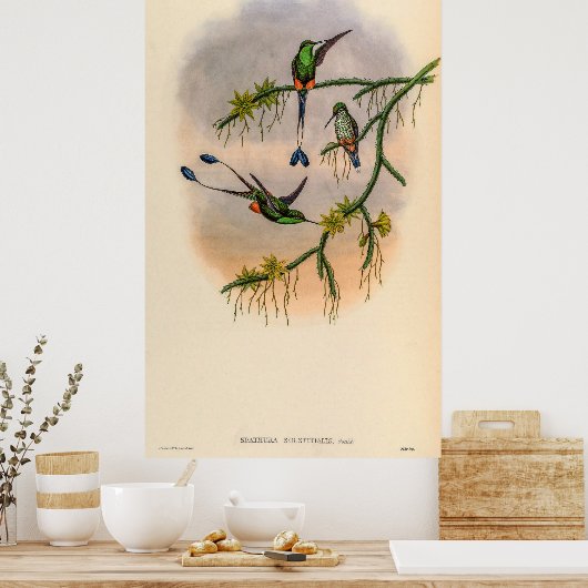 vogelstand door John Gould Poster (Keuken)