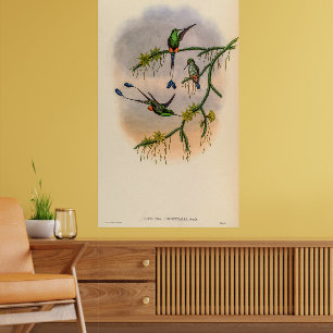 vogelstand door John Gould Poster