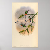  vogelstand door John Gould Poster (Voorkant)
