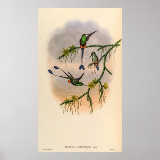  vogelstand door John Gould Poster (Voorkant)