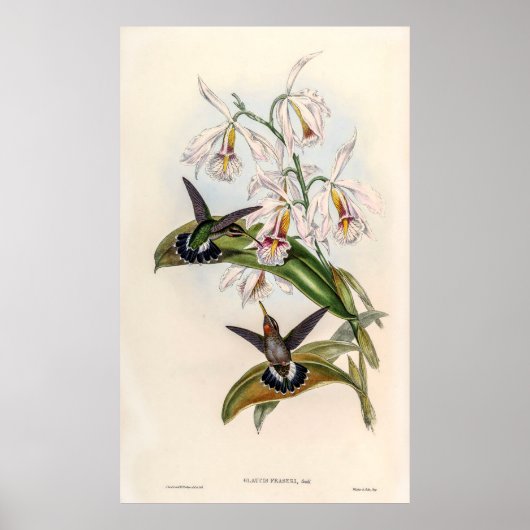  vogelstand door John Gould Poster (Voorkant)