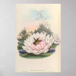 vogelstand door John Gould Poster