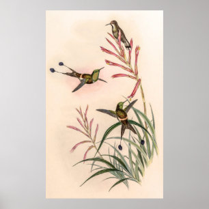 vogelstand door John Gould Poster