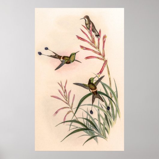 vogelstand door John Gould Poster (Voorkant)