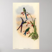  vogelstand door John Gould Poster (Voorkant)