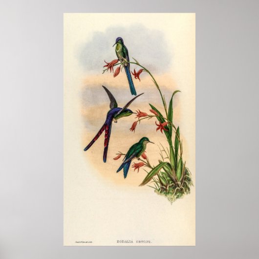  vogelstand door John Gould Poster (Voorkant)