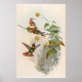 vogelstand door John Gould Poster