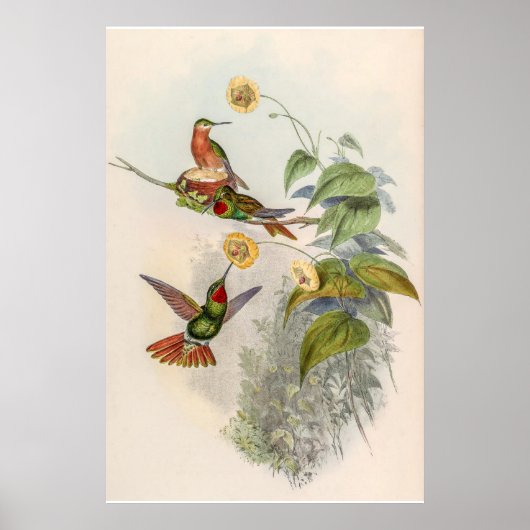 vogelstand door John Gould Poster (Voorkant)