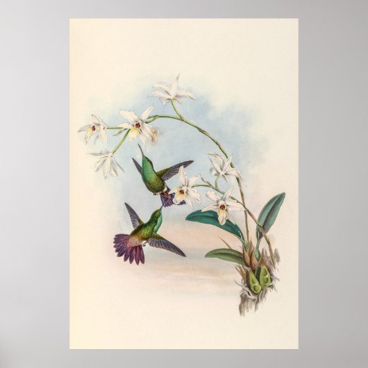  vogelstand door John Gould Poster (Voorkant)