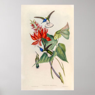  vogelstand door John Gould Poster