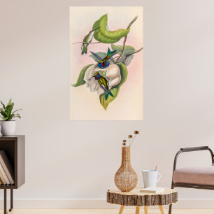 vogelstand door John Gould Poster