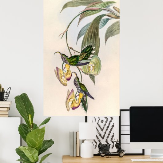  vogelstand door John Gould Poster (Thuiskantoor)