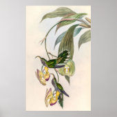  vogelstand door John Gould Poster (Voorkant)