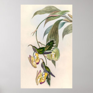  vogelstand door John Gould Poster