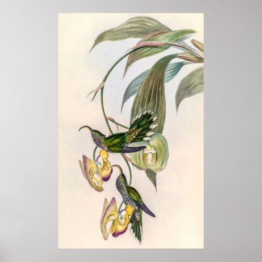  vogelstand door John Gould Poster (Voorkant)